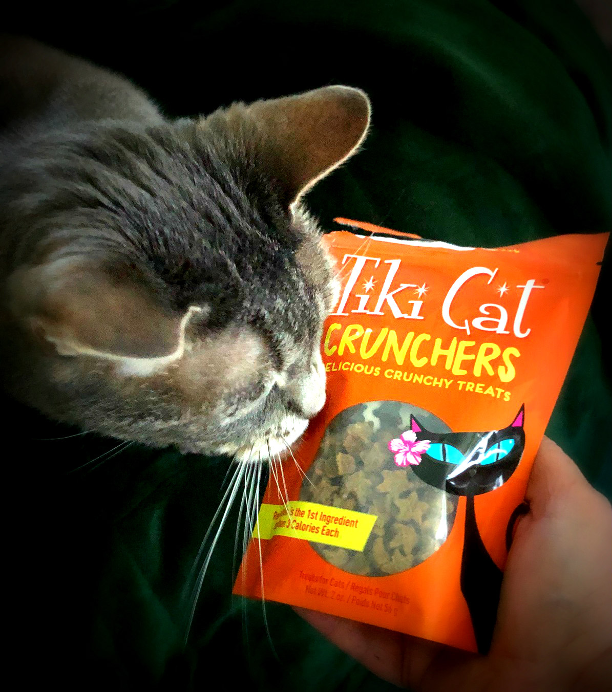 Cat and DOG Chat With Caren Cat "Foodie" Friday Tiki Cat Food & Treats
