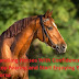 Handling Horses With Confidence - Stop Fearing and Start Enjoying Your Horse