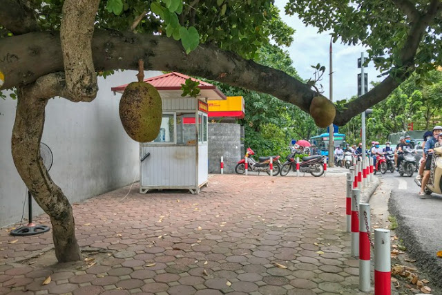 “Quả mít an toàn nhất Việt Nam” đột nhiên mất tích sau hơn 1 tuần được chia sẻ trên mạng