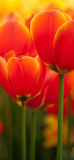 خلفيات ايفون تنزيل 44+ خلفية عالية الجودة لشاشات الايفون