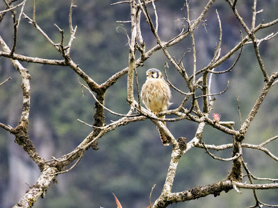 Machu Picchu Images: Bird of Prey