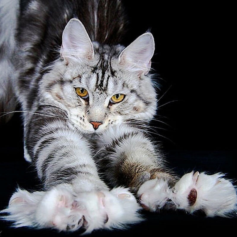 Maine Coon are "well tufted"