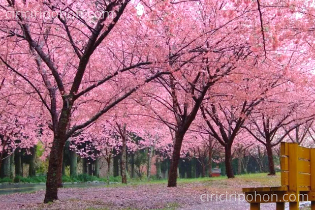 Ciri Ciri Pohon Wisata Bunga Sakura