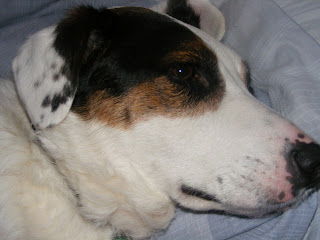 Sore paw, border collie cross dalmatian, dog on bed
