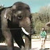 Conheça Koshik, o elefante que pronuncia palavras em coreano