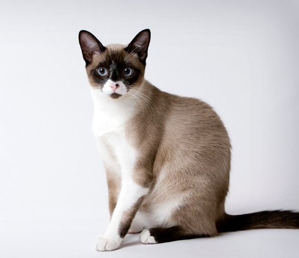 NUNCAJAMAS COCKER HOY CONOCEMOS AL GATO SNOWSHOE