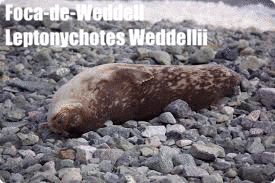 Foca-de-Weddell | Leptonychotes Weddellii