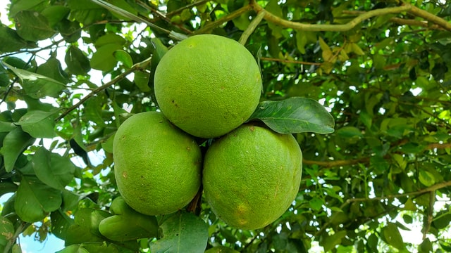 Using lemon in this way can work wonders Using lemon in this way can work wonders