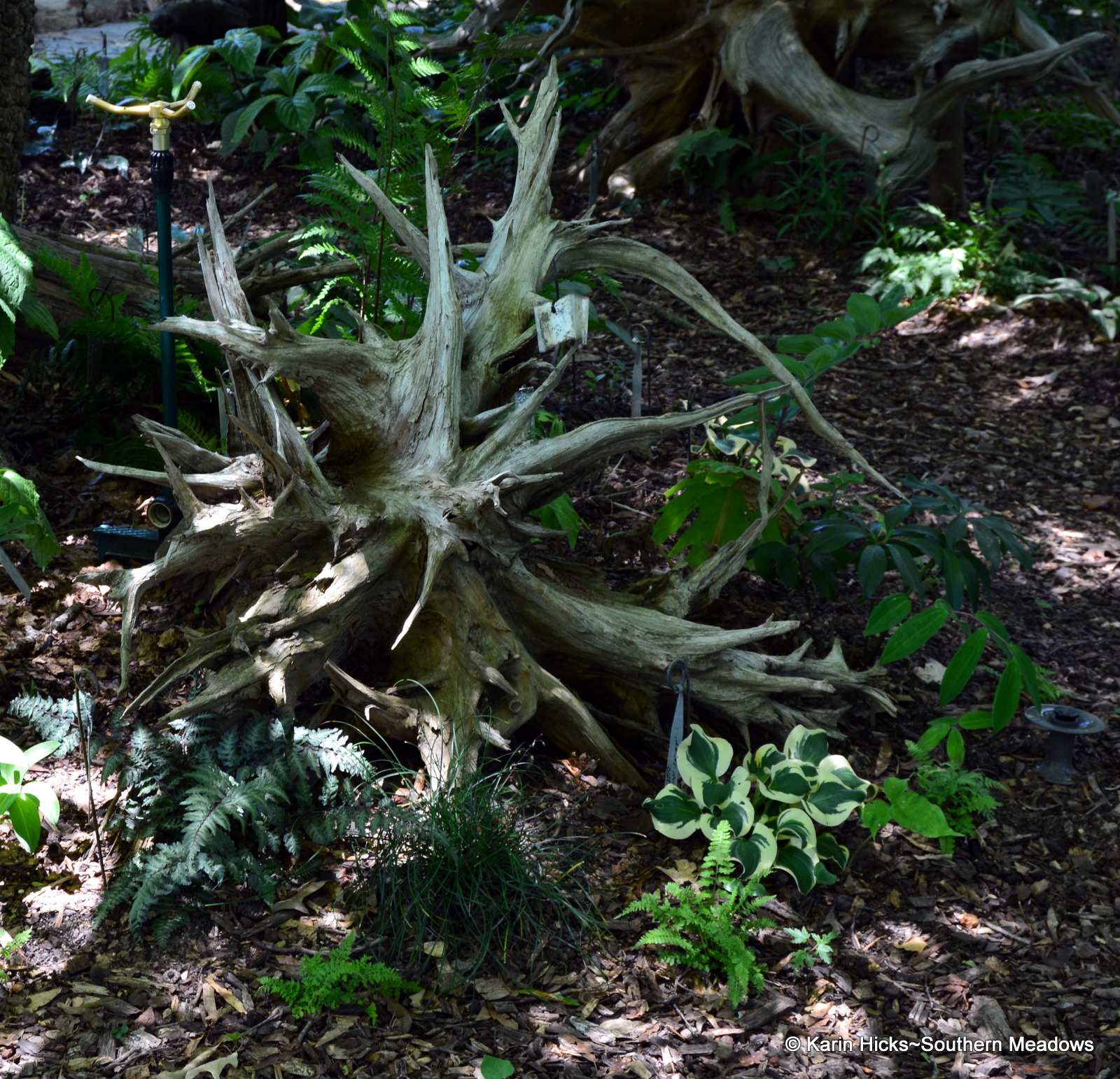 A Stumpery Garden, Going Back to the Roots