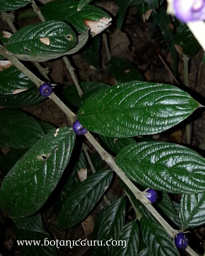 Lasianthus tomentosus