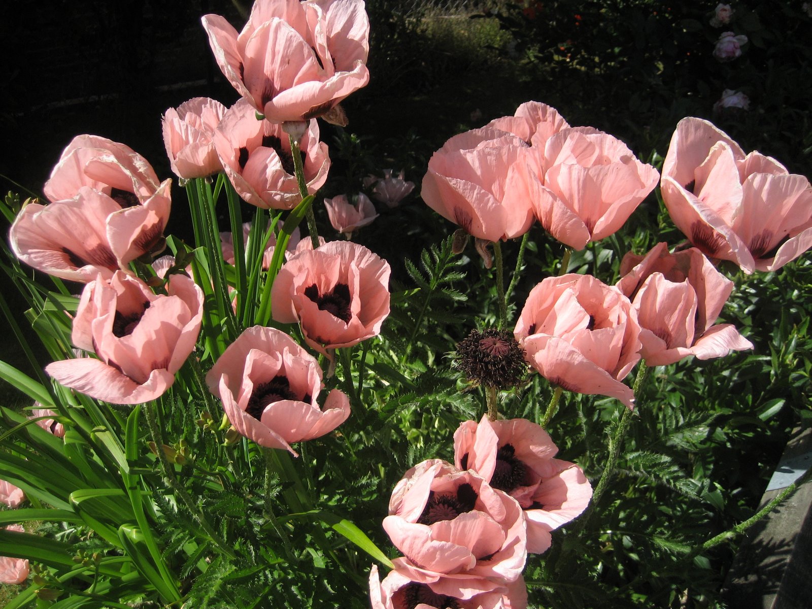 Handmade Happiness Giant poppies and crepe paper