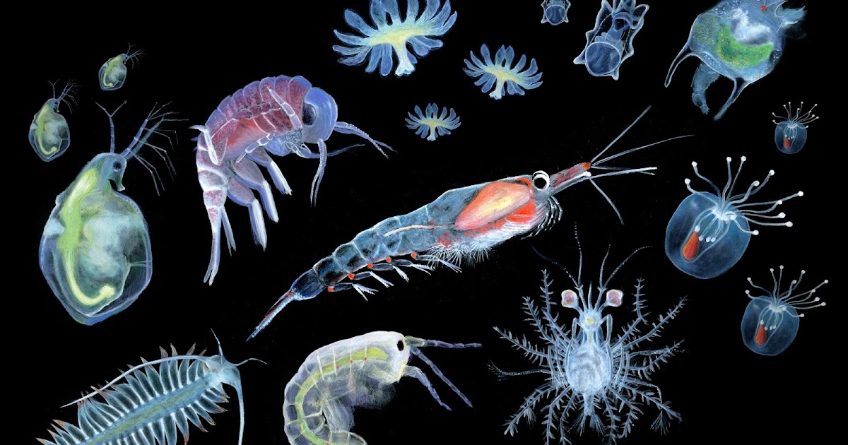 Info Baru Marine Zooplankton