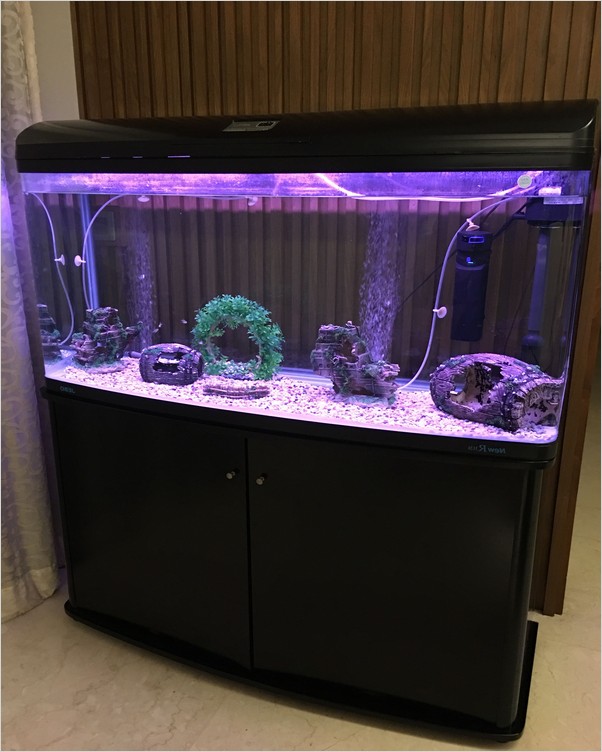 akc dog shows near me