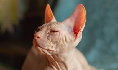 Karakter Kucing Donskoy Karakter Donskoy