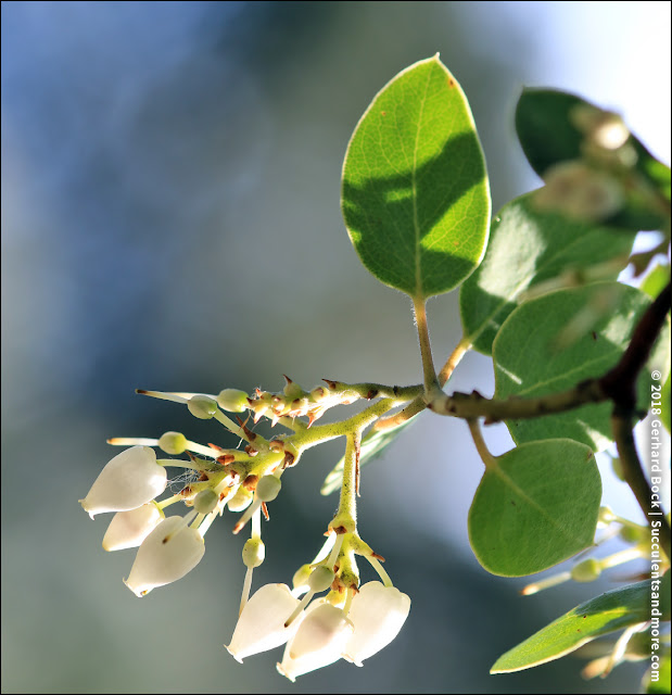 Eucalyptus caesia - The Ruth Bancroft Garden & Nursery