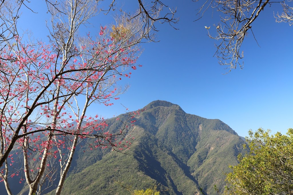 山櫻花與治茆山