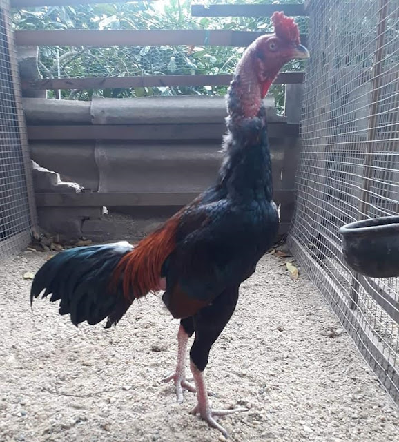Gà Tía Chân Trắng có đá hay không