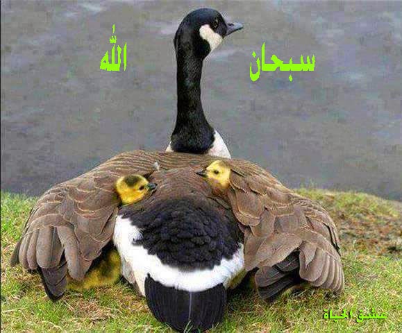 صور تجعلك تسبح الله, سبحان الله صور تجعلك تسبح الله, سبحان الله