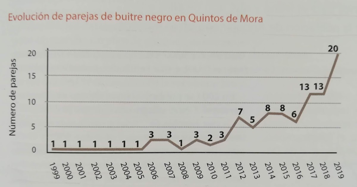 CURIOSO POR NATURALEZA BUITRE NEGRO. QUINTOS DE MORA, TOLEDO (19992019)
