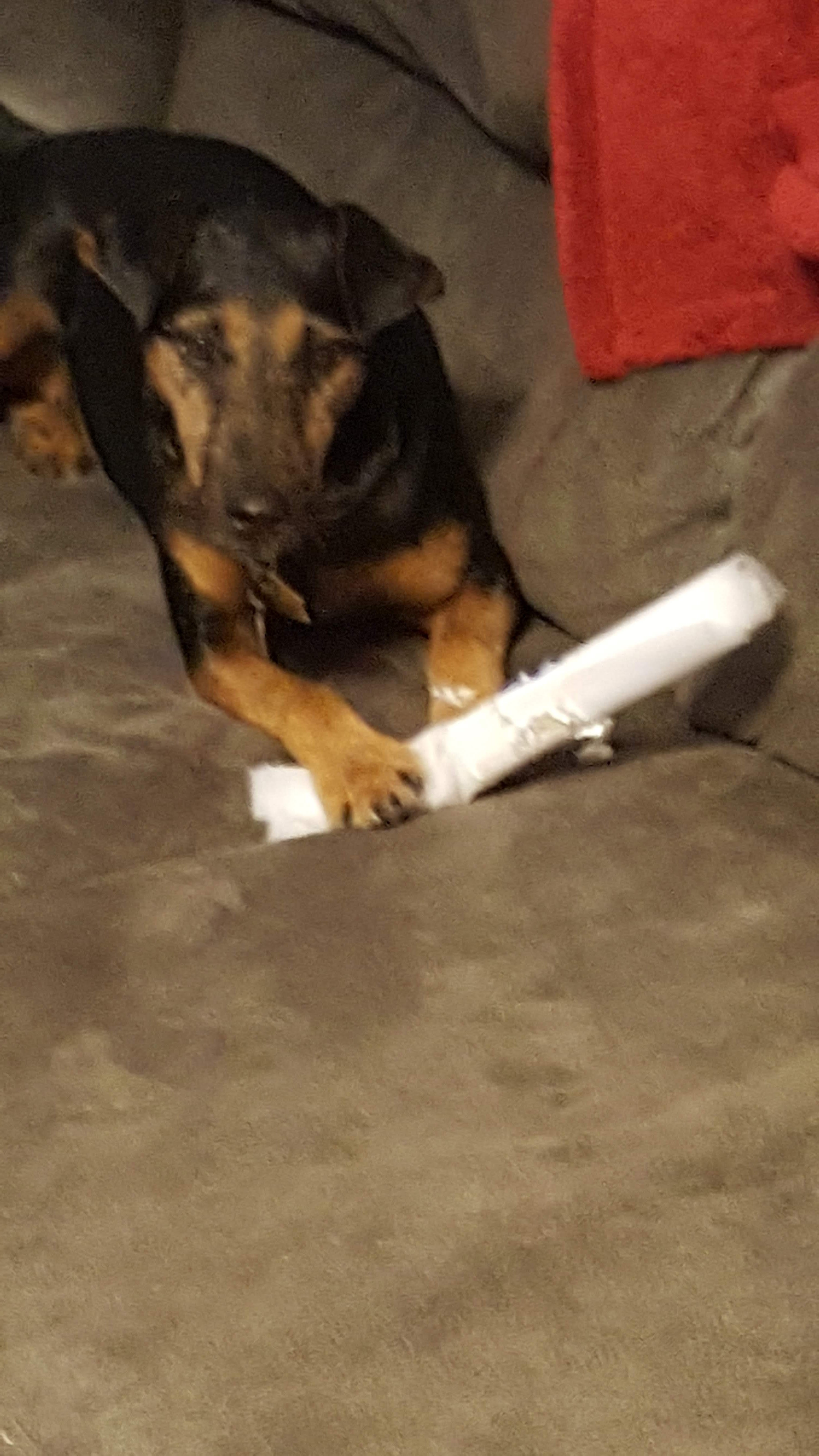 QuarterInch Capers All The Dogs