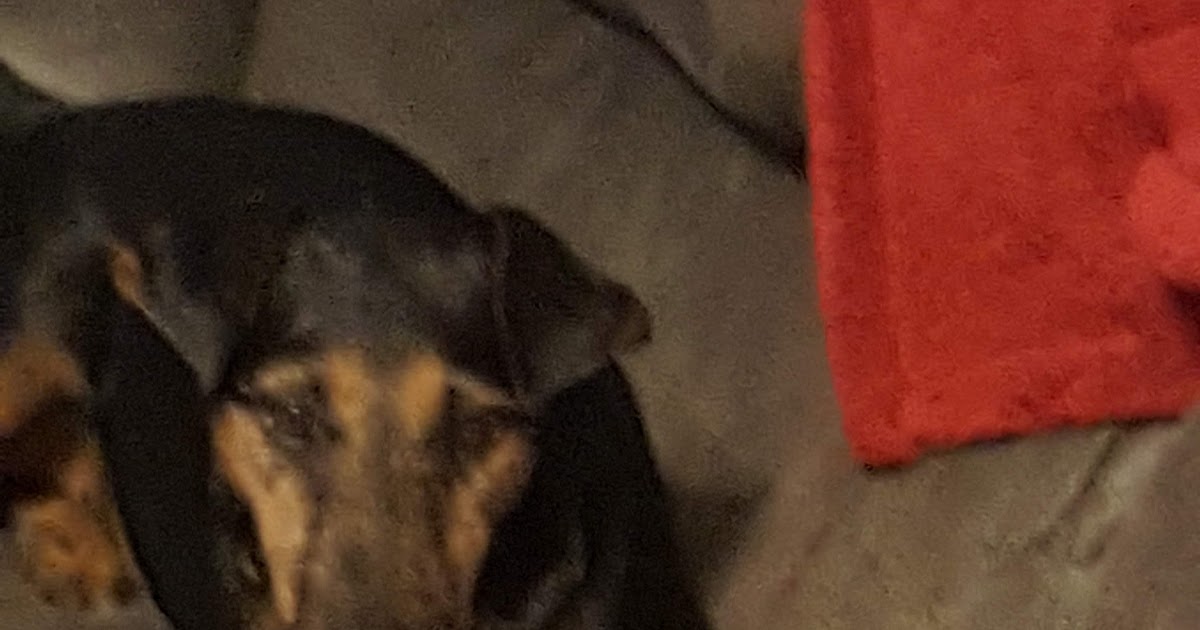 QuarterInch Capers All The Dogs