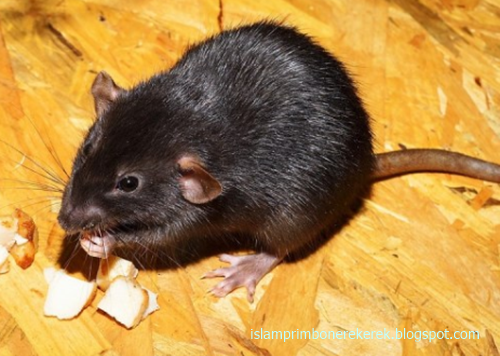 16 Arti Mimpi Tentang Tikus Menurut Islam Primbon Jawa Dan Erek Erek 2d 3d 4d Islam Primbon Erek Erek