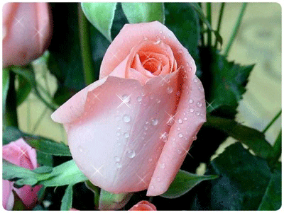 rosa_linda.gif