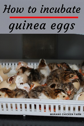 guinea eggs fowl keets hatch hatching incubate chicken incubated just chicks