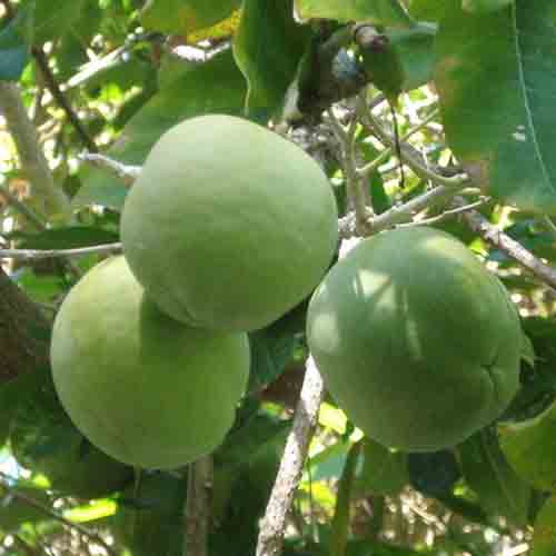 Zapote blanco (Casimiroa edulis) Frutas del mundo Zapote blanco (Casimiroa edulis) Frutas del mundo