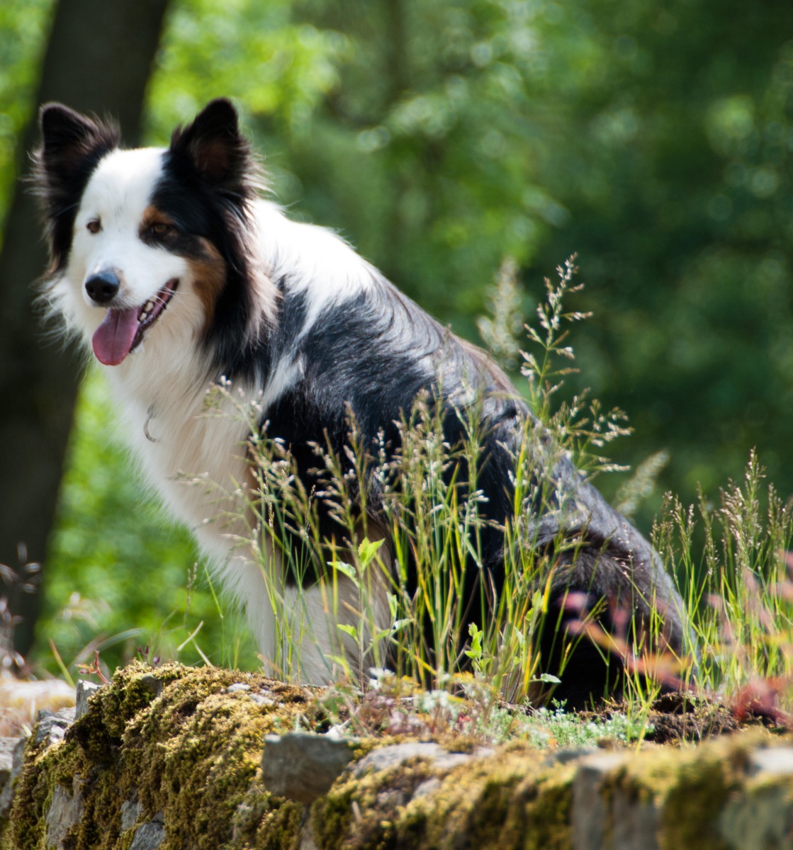 Australian Shepherd`s im Hotel Blumengarten 