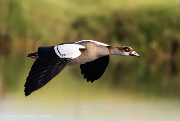 Egyptian Goose in Flight at Woodbridge Island