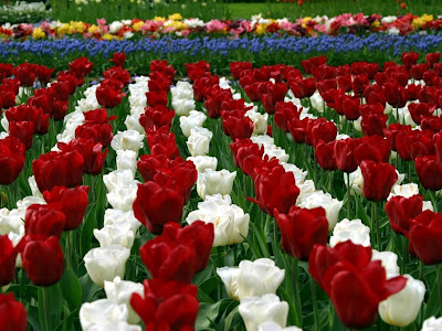 Red and White Tulips Garden HD Wallpaper