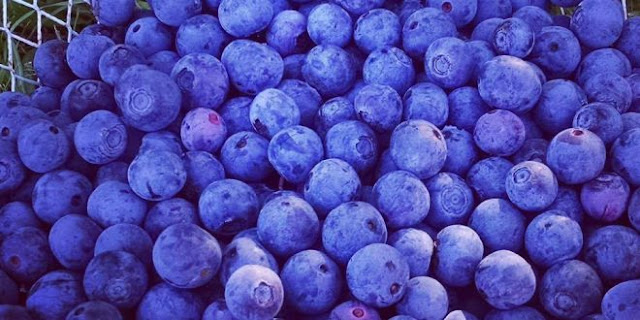 العنب البري العنب البري