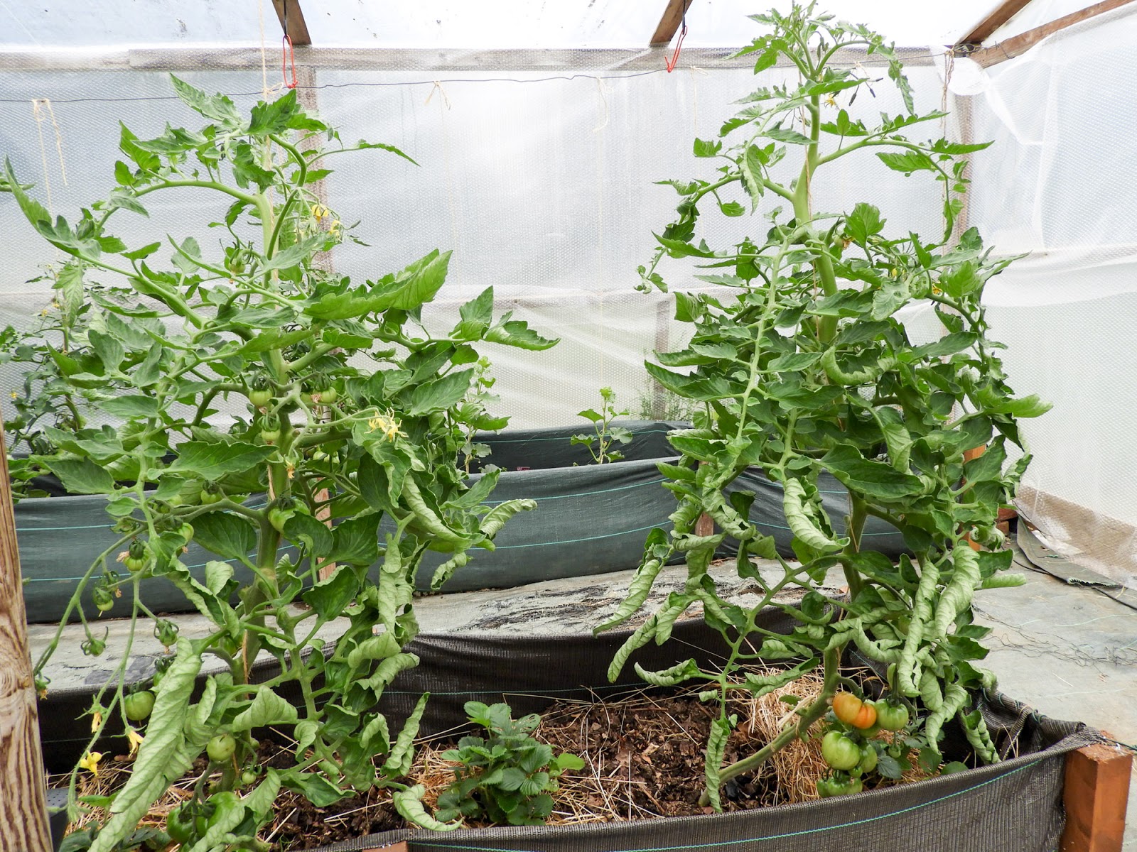 Leaf Curl Of Tomato Caused By