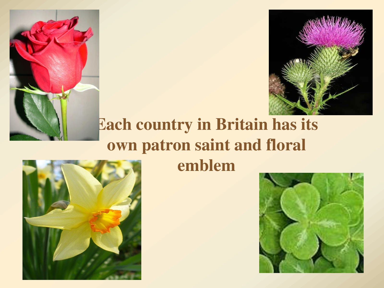 Each country has. Цветы символы Великобритании. Great Britain цветок. Цветы Британии символы. Английский цветок символ.