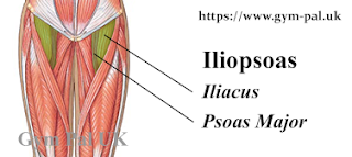 Hip-flexor muscles Iliopsoas Iliacus Psoas
