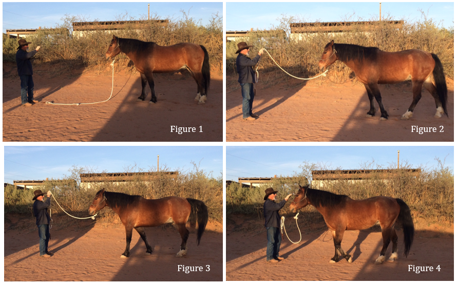 Functional Horsemanship Ground Tying Your Horse