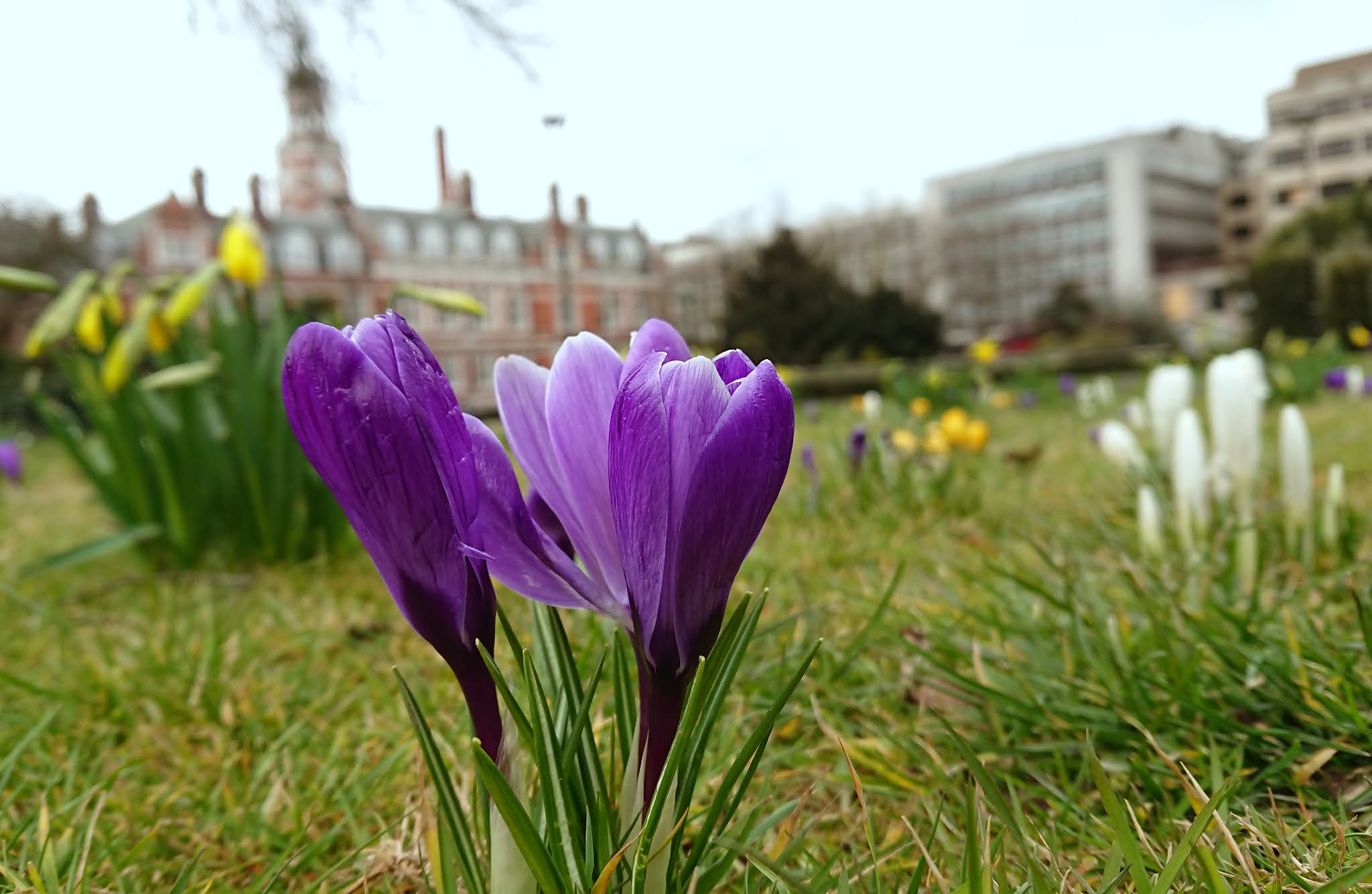 Spring in Croydon: what to look out for