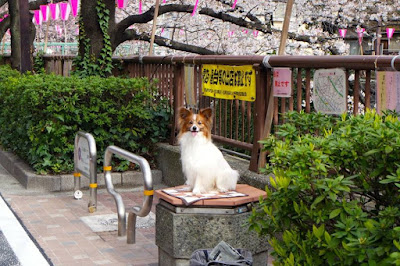 Cute dog waiting for its master at Nakameguro Japan