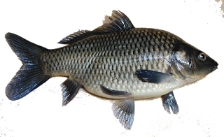Gambar Png Ikan Png