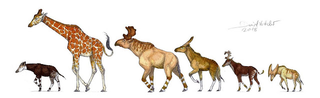  слева направо Giraffidae : окапи (Okapia johnstoni), сетчатый жираф (Giraffa reticulata), Sivatherium giganteum, Bramatherium perimense; Climacoceratidae: Climacoceras africanus, Prolibytherium magnieri.