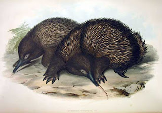 John Gould'un Mammals of Australia (1849-1861) adlı kitabında bir kısa gagalı karıncayiyen çizimi