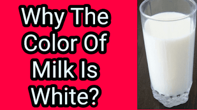 Why is milk white?