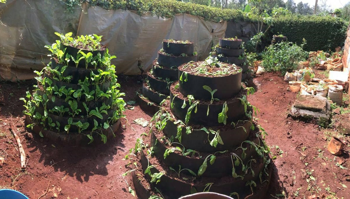 This is an opportunity for every rural family to make a kitchen garden in Kenya. Just as the name indicate, a cone kitchen garden is a type of