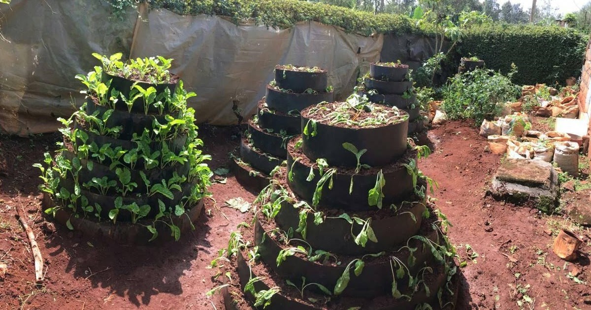 How to make a kitchen garden in Kenya Cone kitchen garden