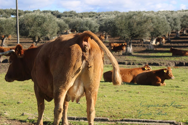 vaca - Navegantes de Ideias