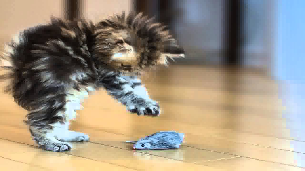 Cats afraid of birds and mice Funny cat compilation Gamesworld