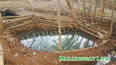 malunggay-life-moringa-farm