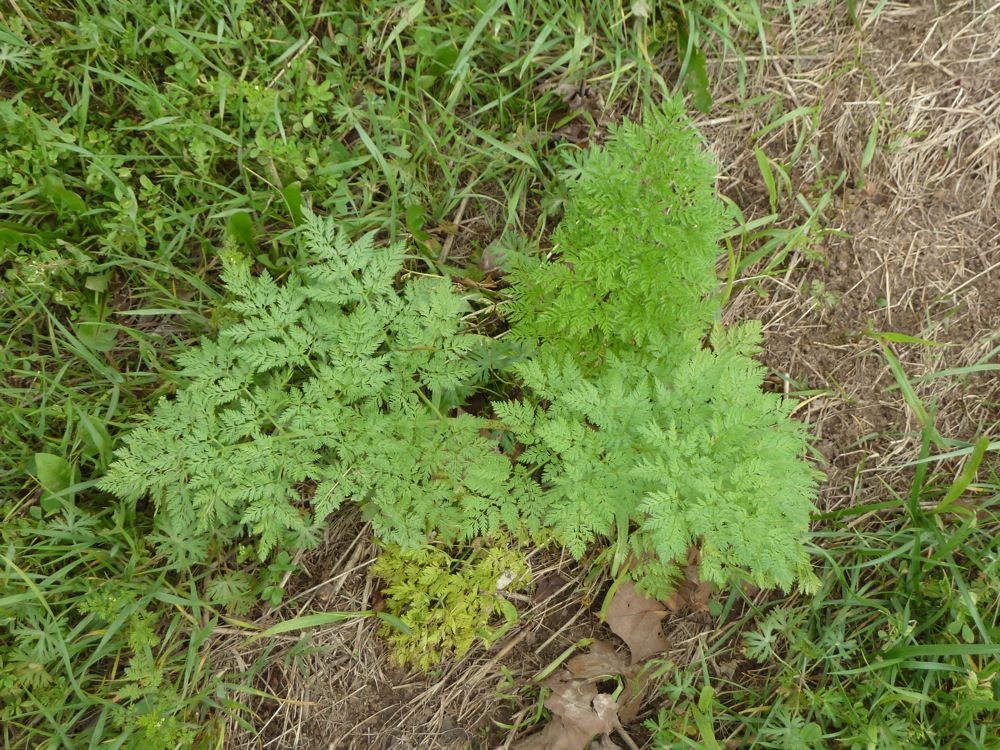 Springfield Plateau Lethal Carrot