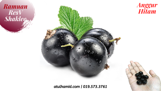 Atul Hamid Anggur Muscadine